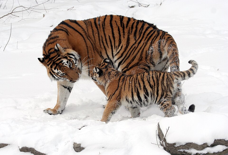 An Amur tigress with a cub at Buffalo Zoo. The snow and winter coat illustrate a different setting from the Bengal photograph; images are not to scale.