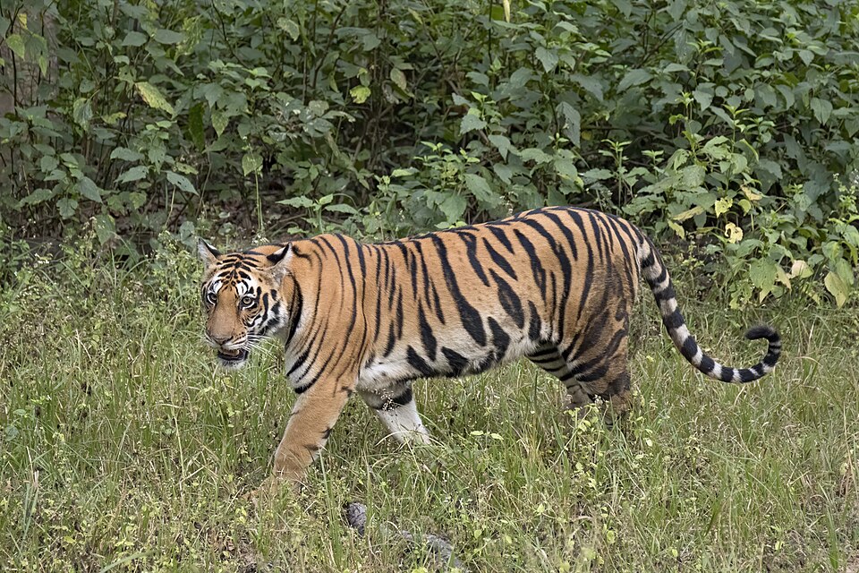 A wild Bengal tigress in Kanha, India. Her stripes break up the body's outline among vegetation and provide a pattern useful for individual identification.