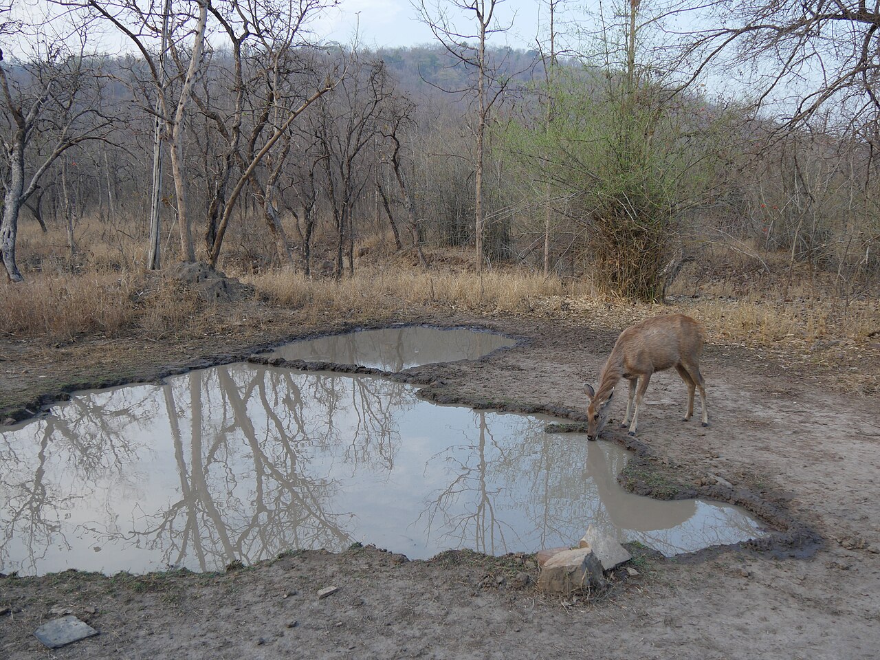 Landscape in Panna Tiger Reserve, Madhya Pradesh. Recovery depends on protecting the habitat and prey base alongside reintroducing tigers.