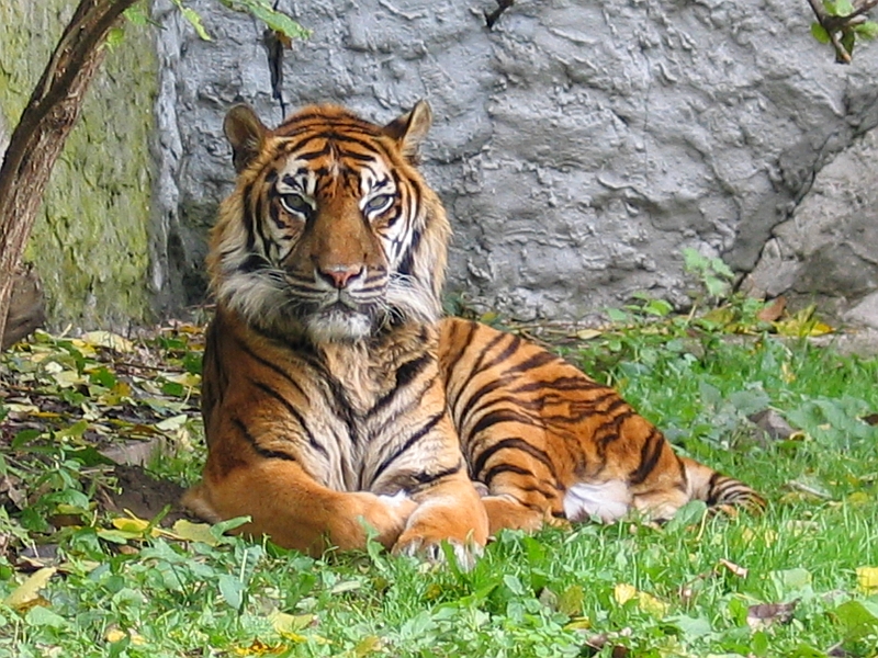 A Sumatran tiger photographed in a managed setting. Body size varies with sex, age and conditions; this image is not a measurement comparison.